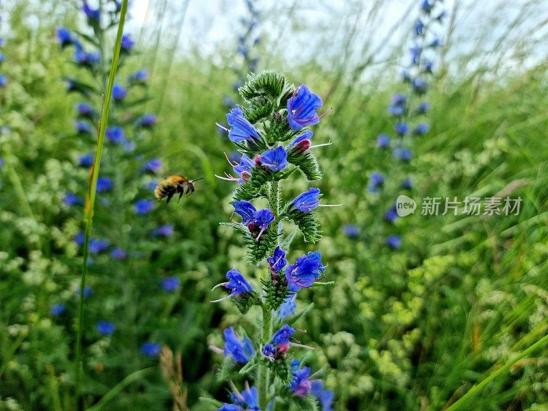 蓝草(Echium vulga)